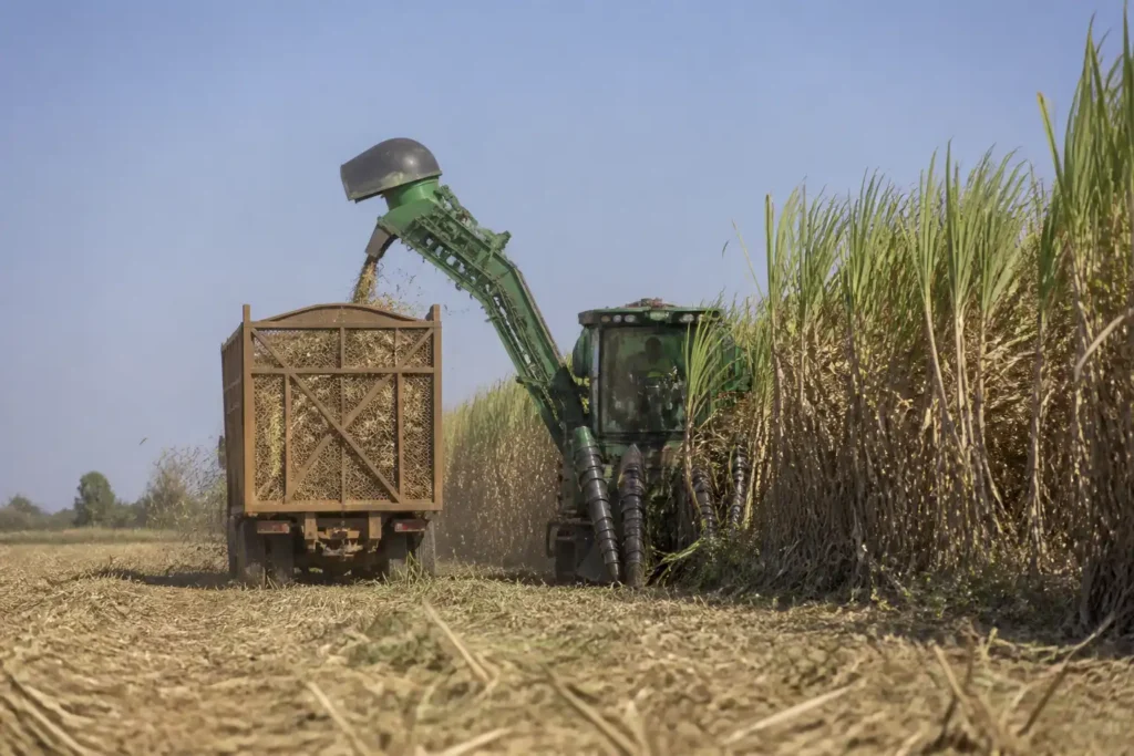 Illustration of Sản lượng đường Thái Lan có thể giảm ít nhất 17%