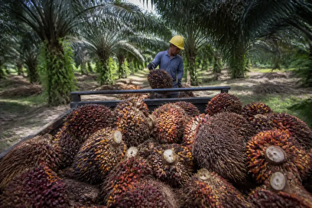 Additional Illustration of Sản lượng dầu cọ Malaysia dự kiến duy trì cao đến cuối 2026