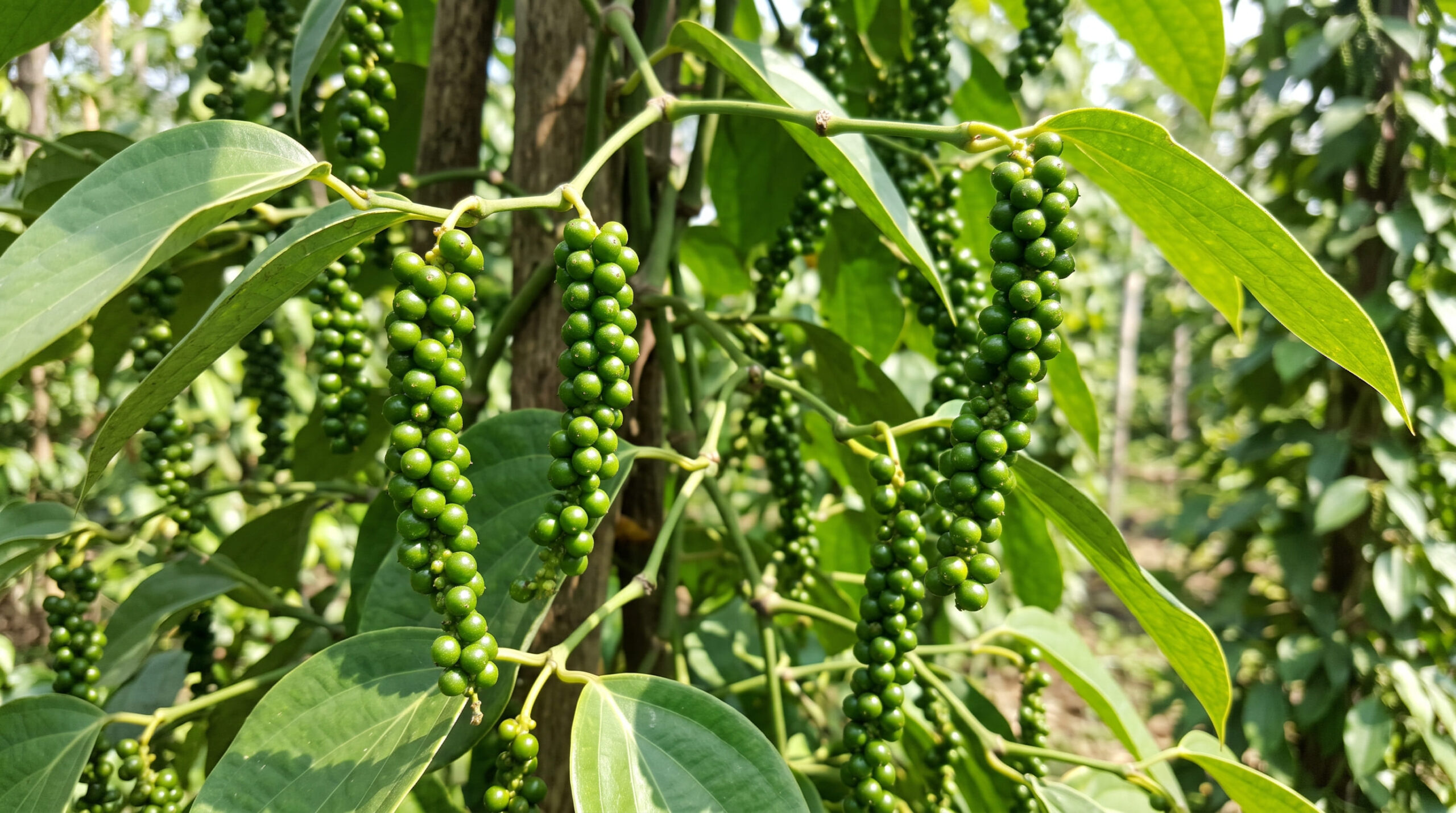 Thị trường hồ tiêu Ấn Độ giao dịch trầm lắng