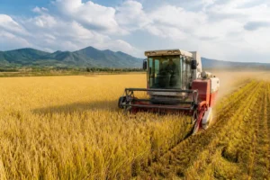 Trung Quốc kỳ vọng vụ thu hoạch ngũ cốc tốt hơn