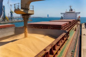 Tunisia mời thầu 125.000 tấn lúa mì và 75.000 tấn lúa mạch