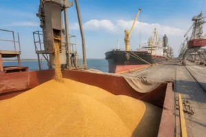 Illustration of Ukraine có thể dùng hạn ngạch EU cho 2,3 triệu tấn lúa mì