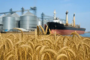 Dự báo lúa mì Ukraine: USDA nâng sản lượng, cắt xuất khẩu