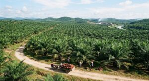 Giá dầu cọ Malaysia xuống thấp nhất 12 tuần do xuất khẩu yếu