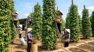Giá tiêu hôm nay 5/10: Ổn định, cao nhất 140.500 đồng/kg