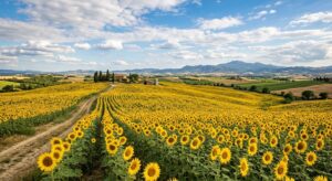 Ukraine miễn thuế xuất khẩu 50.000 tấn hạt hướng dương mỗi năm sang Thổ Nhĩ Kỳ