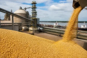 Brazil tăng 13% công suất nghiền đậu tương