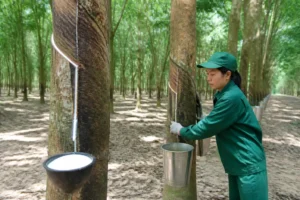 Cao su Việt Nam (GVR) lãi gần 7.000 tỷ đồng sau 9 tháng