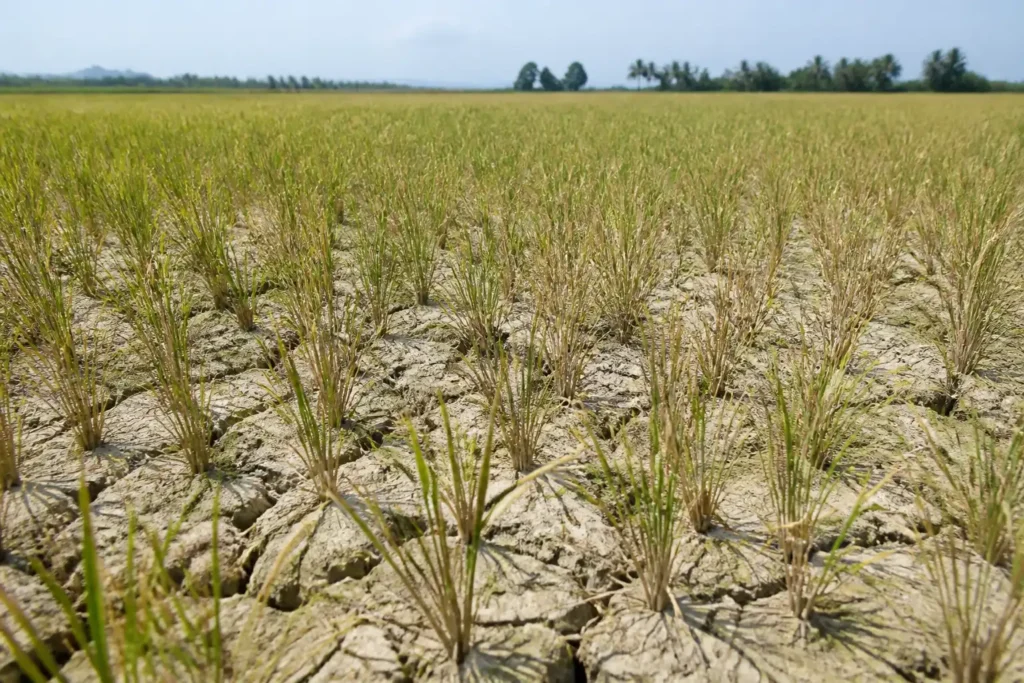 Additional Illustration of El Niño có thể giữ giá gạo Indonesia gần đỉnh đến mùa xuân 2027