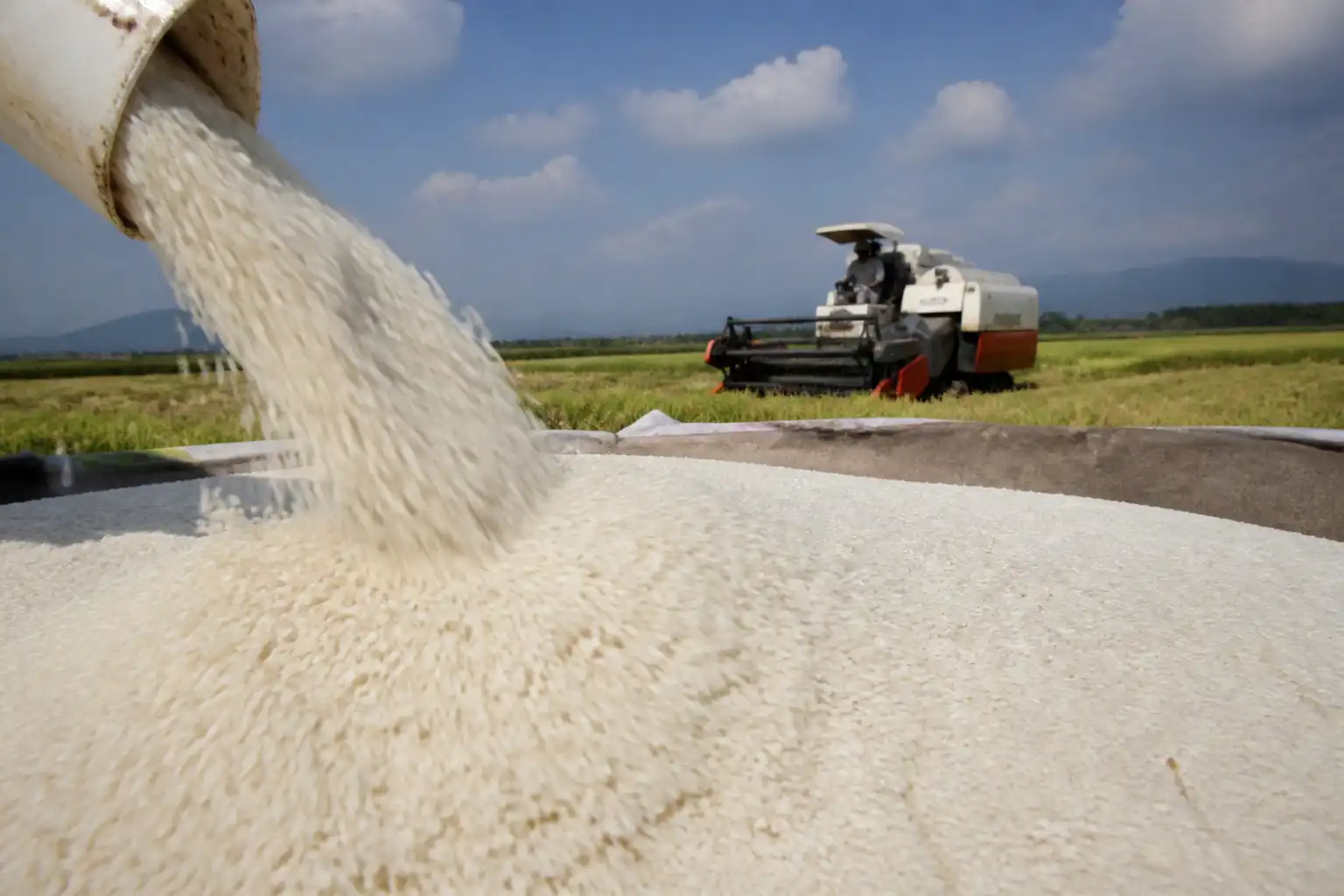 Illustration of El Niño có thể giữ giá gạo Indonesia gần đỉnh đến mùa xuân 2027