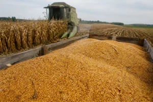 EU ghi nhận vụ ngô tệ nhất 20 năm, chỉ đạt 50,2 triệu tấn
