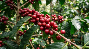 Giá cà phê hôm nay 6/10: Robusta vượt 3.500 USD/tấn
