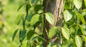 Giá tiêu hôm nay 12/10: Mỹ tăng nhập từ Việt Nam