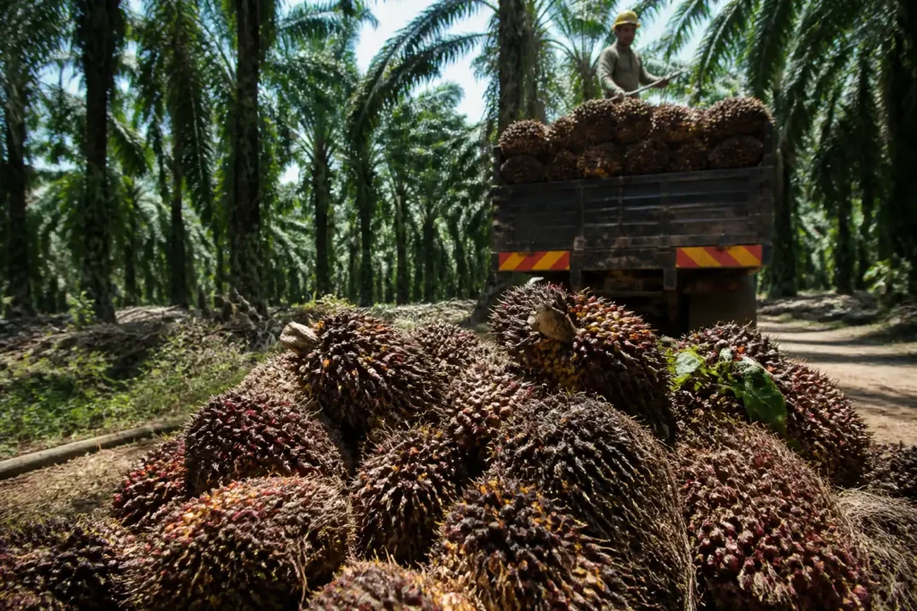 Additional Illustration of Giá dầu cọ Malaysia lên đỉnh 2 tuần vì lo ngại El Niño