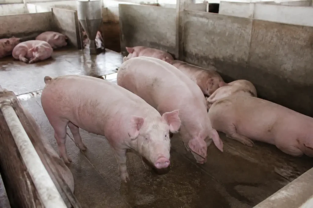 Illustration of Giá heo hơi hôm nay 16/10 tiếp đà giảm, giao dịch 50.000-53.000 đồng/kg