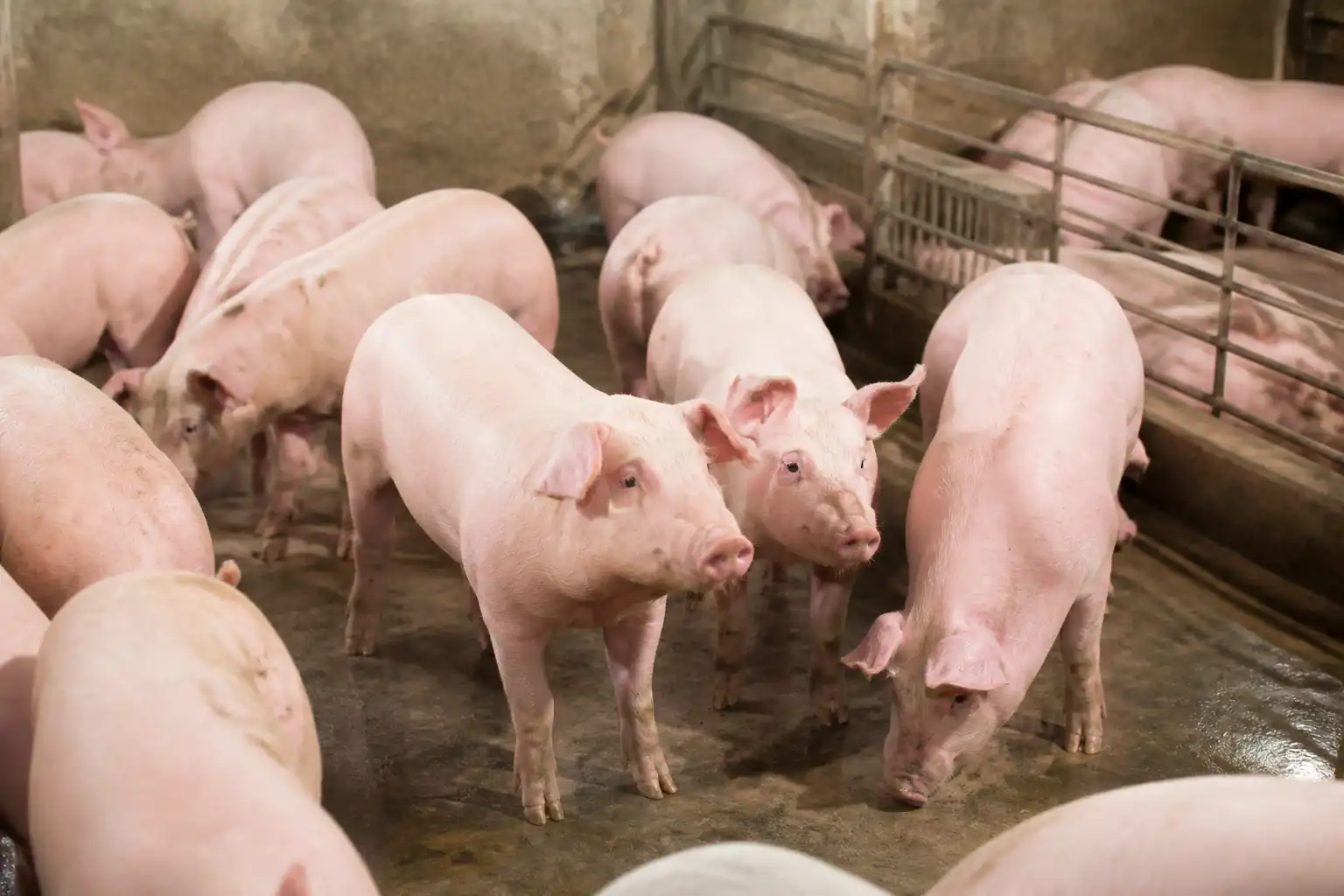 Illustration of Giá heo hơi hôm nay 16/10 tiếp đà giảm, giao dịch 50.000-53.000 đồng/kg