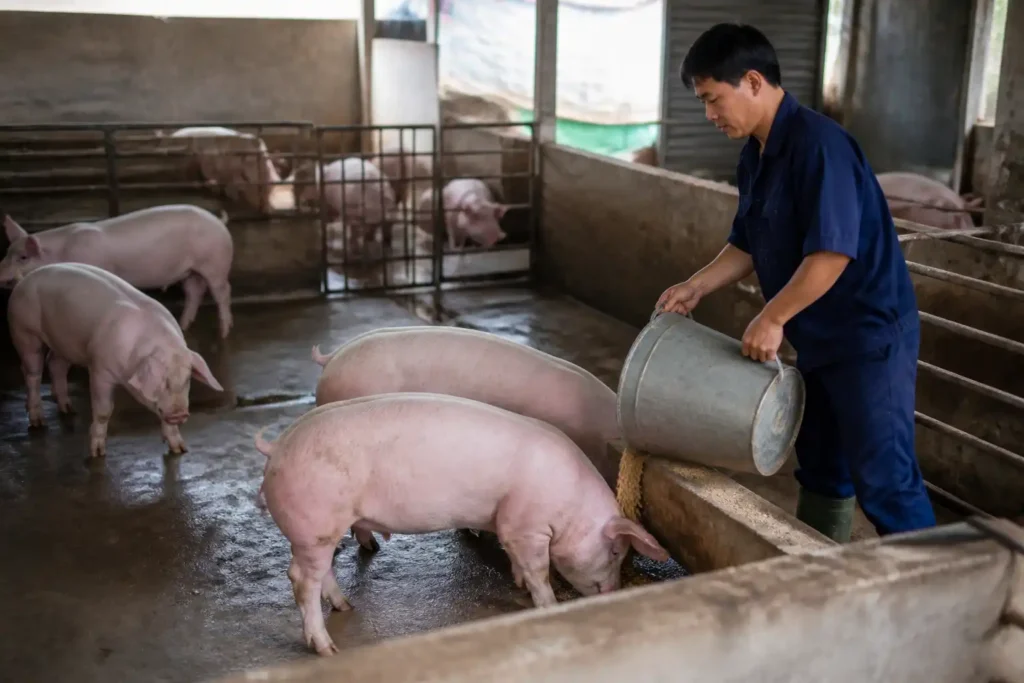 Additional Illustration of Giá heo hơi hôm nay 17/10 tiếp tục giảm, 5 địa phương còn 50.000 đồng/kg