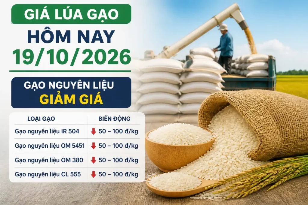 Vietnamese rice price update graphic with sacks of rice, a rice field, and today’s market rates.