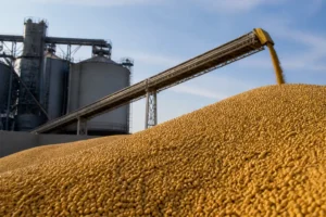 Giá đậu nành Mỹ: Ép dầu thấp nhất trong 13 tháng
