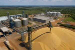 Illustration of Paraguay mở rộng chế biến đậu nành khi xuất khẩu gần 1 tỷ USD