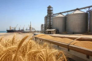 Illustration of Saudi Arabia hợp nhất mảng kinh doanh ngũ cốc để tăng an ninh lương thực