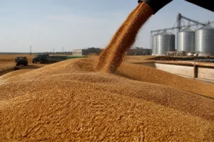 Thâm hụt nguồn cung lúa mì toàn cầu tăng gấp ba