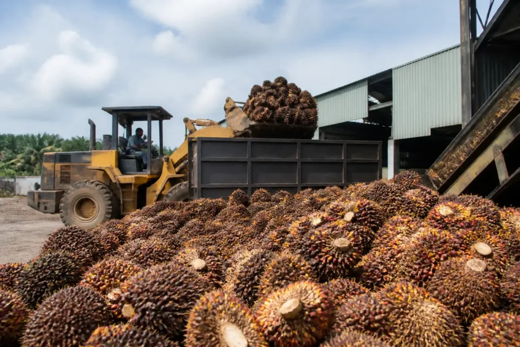 Additional Illustration of USDA dự báo sản lượng dầu cọ Malaysia giảm còn 19,7 triệu tấn