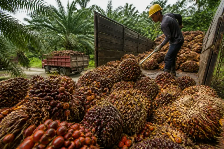 Illustration of USDA dự báo sản lượng dầu cọ Malaysia giảm còn 19,7 triệu tấn