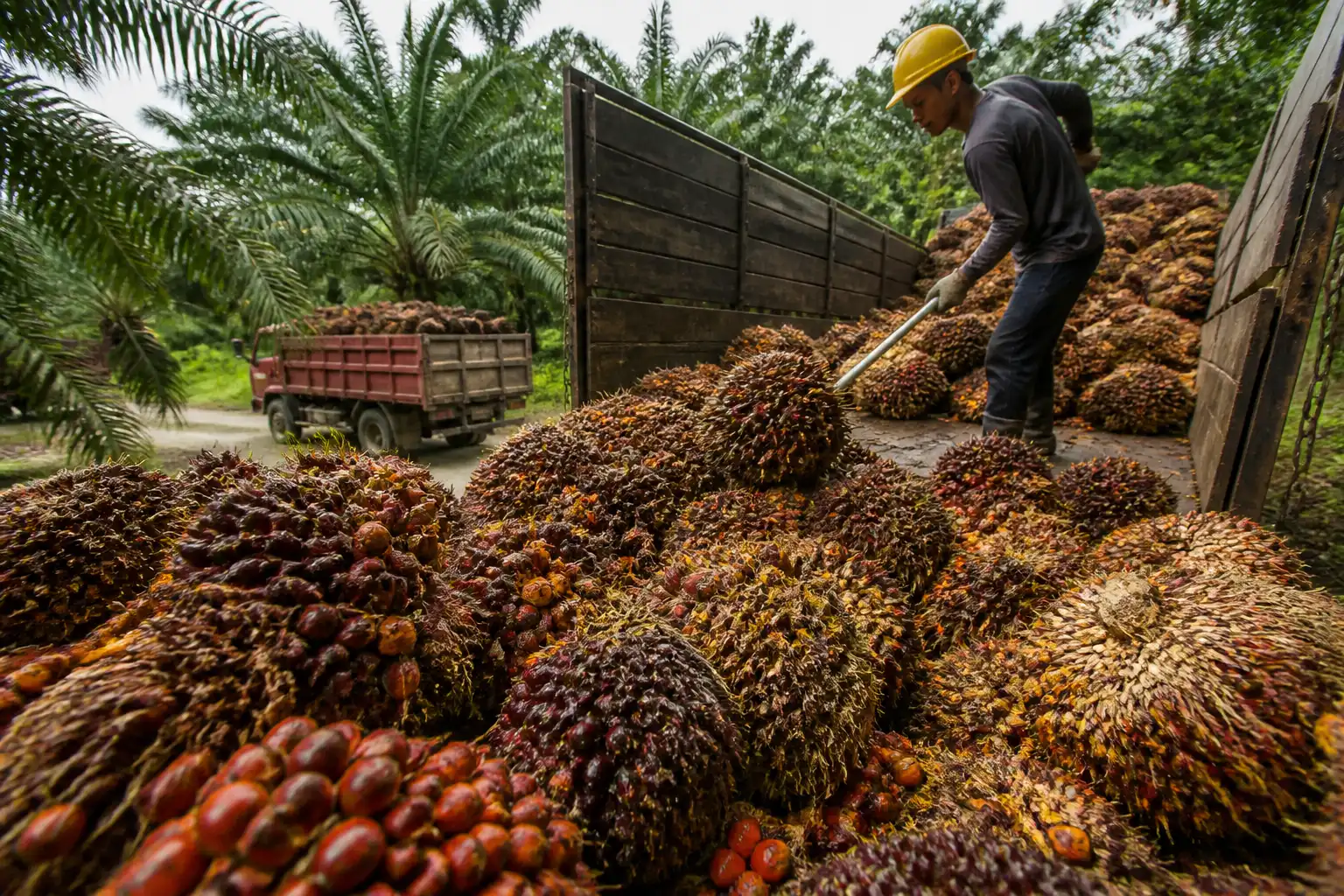 Illustration of USDA dự báo sản lượng dầu cọ Malaysia giảm còn 19,7 triệu tấn