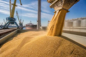 USDA giữ dự báo xuất khẩu lúa mì Kazakhstan 9,5 triệu tấn