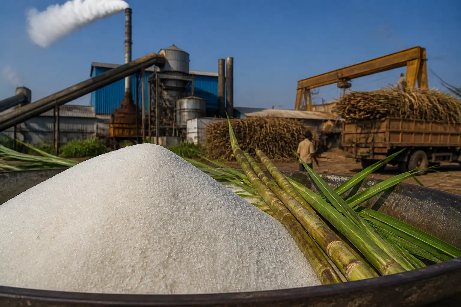 Illustration of USDA hạ dự báo sản lượng đường Ấn Độ 4,1 triệu tấn