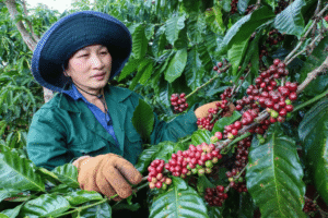 Xuất khẩu cà phê Việt Nam đạt kỷ lục 8,5 tỷ USD
